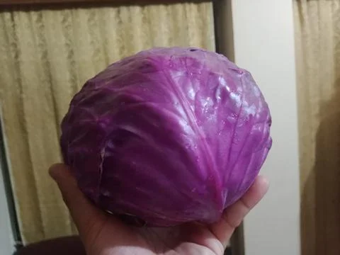 Red cabbage vegetable holding a hand Stock Photos