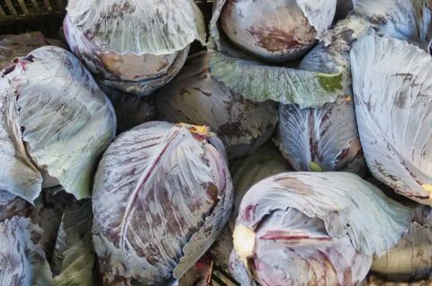 Red cabbages on display Stock Photos
