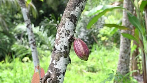 Red cacao pod hangs from tree in Ubud Stock Footage 339074328
