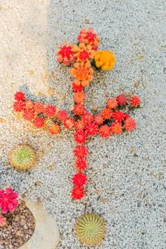 Red cacti in shape of cross Stock Photos