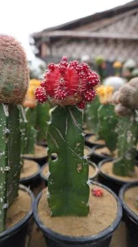 Red Cactus in a Black Pot Unique Desert Plant for Home Decorations 写真素材