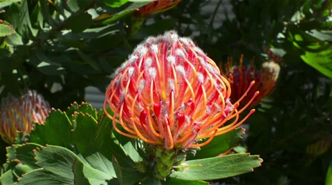 Red cactus blooming Stock Footage 37438319