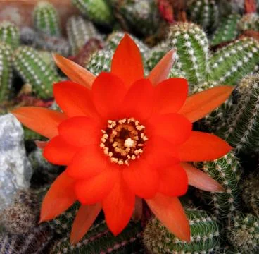 Red cactus blooming 스톡 사진