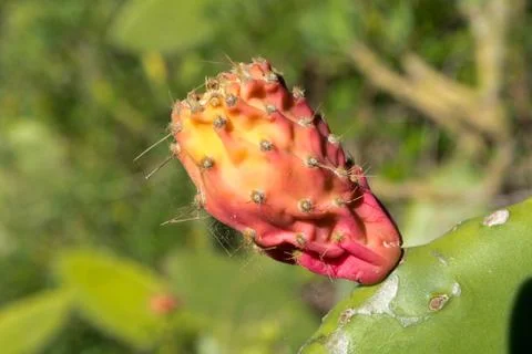Red Cactus Blossum Stock Photos