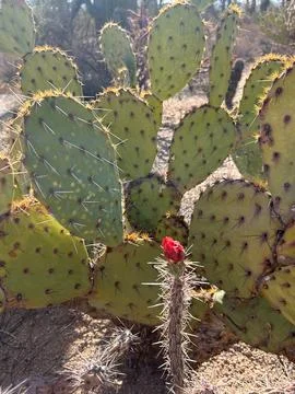 Red cactus flower and backlit prickly pear in Saguaro National Park Stock Photos