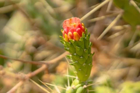 Red cactus flower budding on stem. Stock Photos