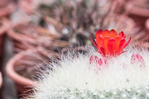 Red cactus flower Stock Photos