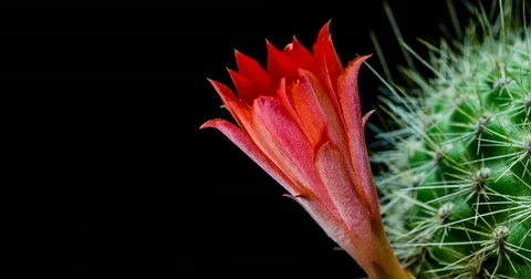 Red cactus flower simultaneously blooming on black background Stock Footage 77869287