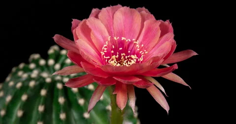 Red Cactus Flower Timelapse of Blooming Stock Footage 146178107
