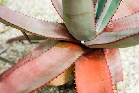 Red cactus leaf close up with small stone on it Stock Photos