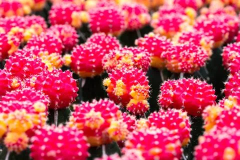 Red cactus pattern Stock Photos