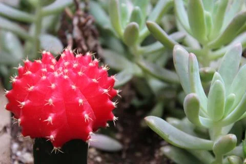Red Cactus Stockfoto's