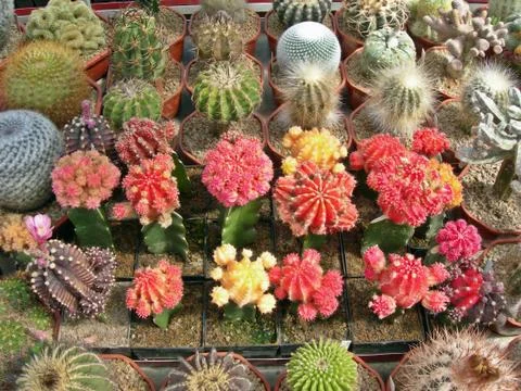 Red cactus Stock Photos