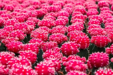 Red cactus 스톡 사진