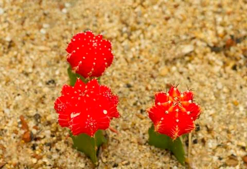 Red cactus Stock Photos