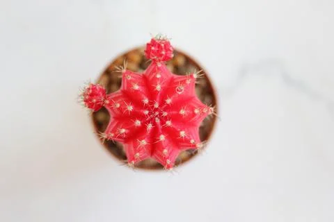 Red cactus Stock Photos