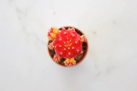 Red cactus Stock Photos