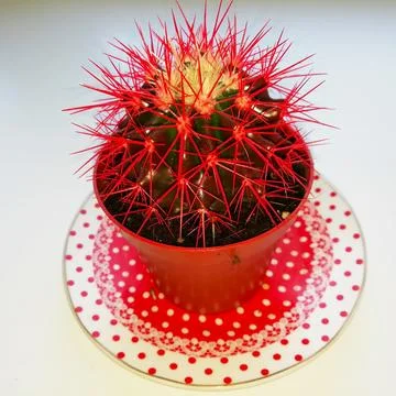 Red Cactus Stock Photos