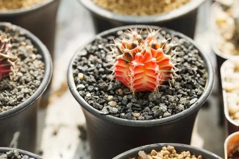 Red cactus in pot Stock Photos