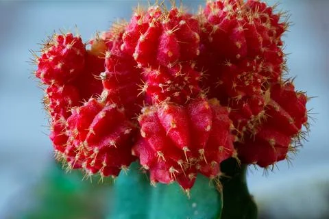 Red cactus in a room Stock Photos