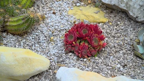 Red cactus in the sand   Stock Footage