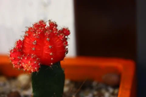 Red cactus selective focus blur background Stock Photos
