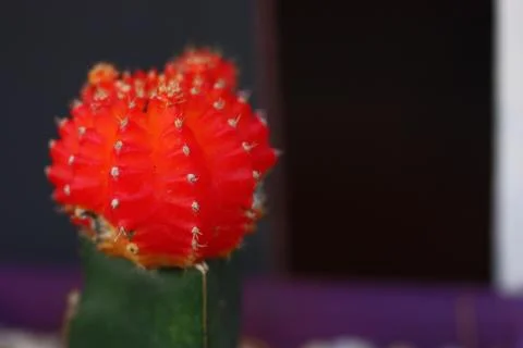 Red cactus selective focus Stock Photos