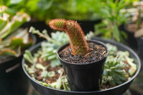 Red Cactus with Unique Curved Shape Stock Photos