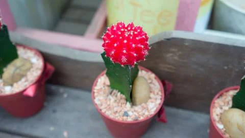 Red cacus Stock Photos