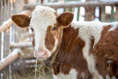 Red calf looking at the camera Stock Photos