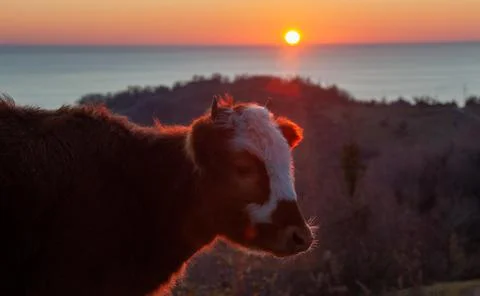 Red calf in the rays of the setting sun on the seashore Stock Photos