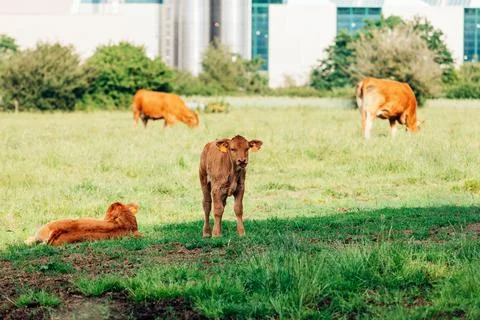 Red calf stands in the pasture, cows graze nearby Stock Photos