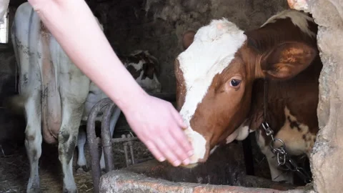 Red calf. A tender relationship between a farmer and a calf on a modern dairy Stock Footage 196019195
