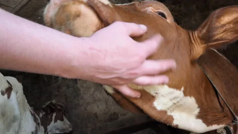 Red calf. A tender relationship between a farmer and a calf on a modern dairy Stock Footage 196186676