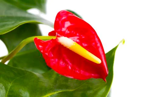 Red Calla, heart shape, on white background. Anthurium tropical plant, of aru Stock Photos