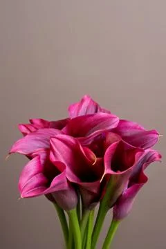 Red calla lilies bouquet with space for text Stock Photos