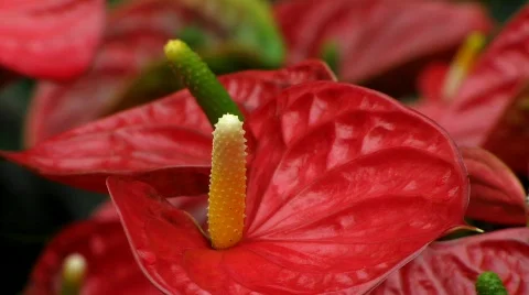 Red Calla lily, Flower Flamingo-Anthurium, Anthuria Stock Footage