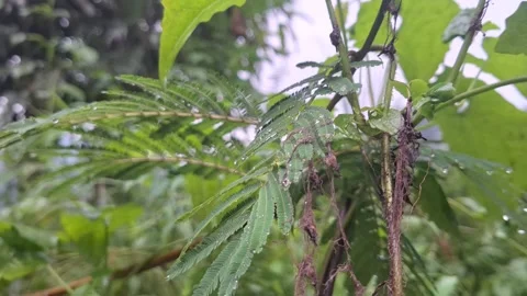 Red calliandra flower close up Stock Footage 321109998