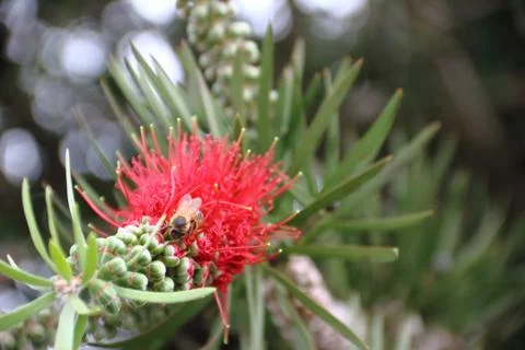 Red Callistemon bloomed in spring Stock Photos