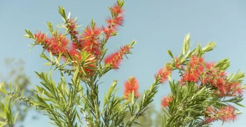 Red Callistemon Bottlebrush Stock Photos
