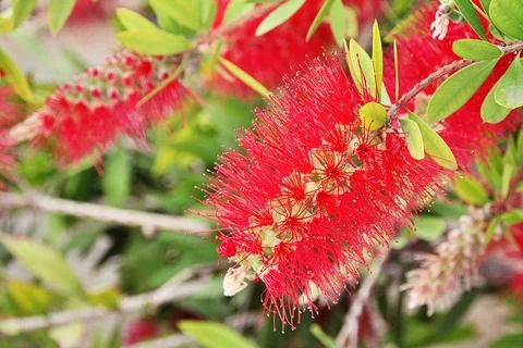 Red callistemon Stock Photos