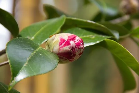 Red Camelia bud. Stockfoto's