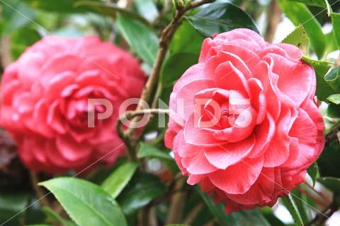 Red Camellia flowers with raindrop Stock Photos