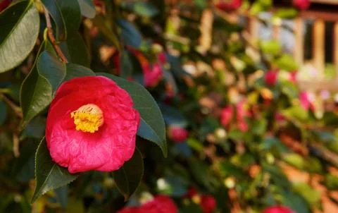 Red camellia Stock Photos