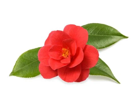 Red camellia Stock Photos