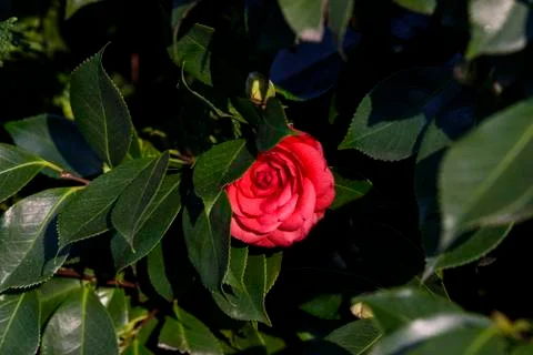 Red camellia on the tree Stock Photos