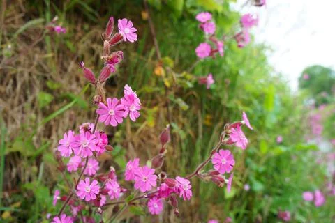 Red Campion Bloom Foto stock