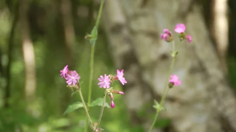 Red Campion flower close up Video stock 44752749