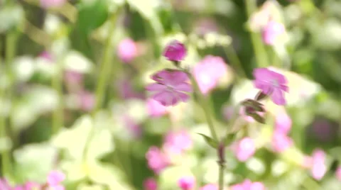 Red Campion flower waving in wind Video stock 44752745