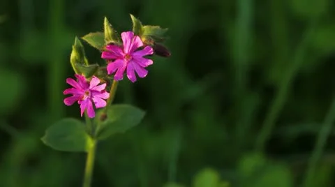 Red campion in the forest Stock Footage 10573896